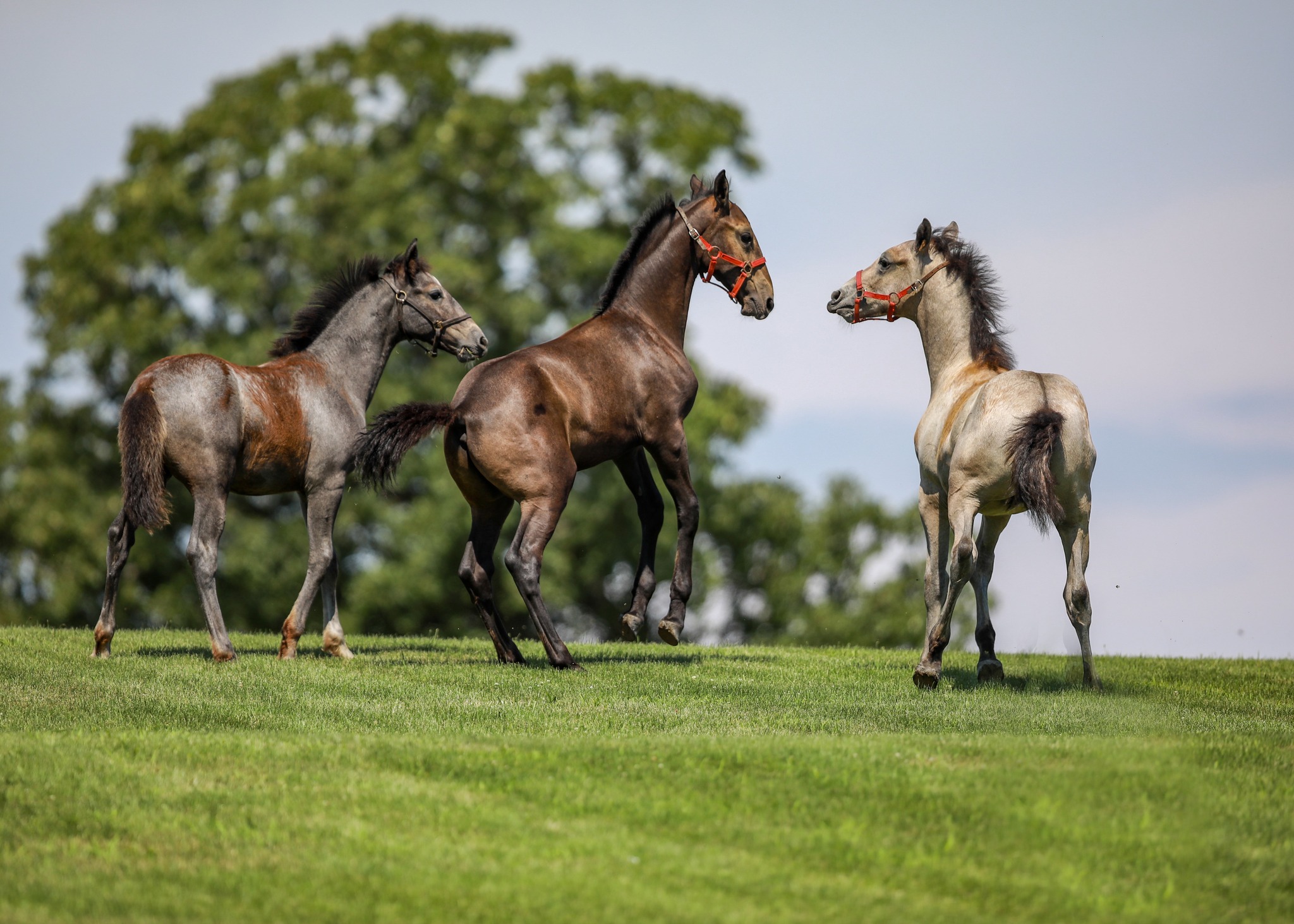 Lipizzaner Foals For Sale